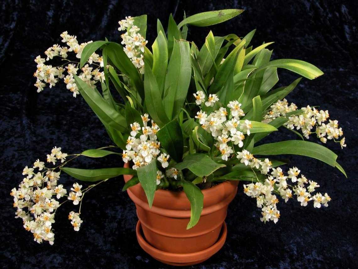 Орхидея онцидиум: подробное описание и правила ухода в домашних условиях, болезни и вредители, а также фото сорта твинкл и других русский фермер