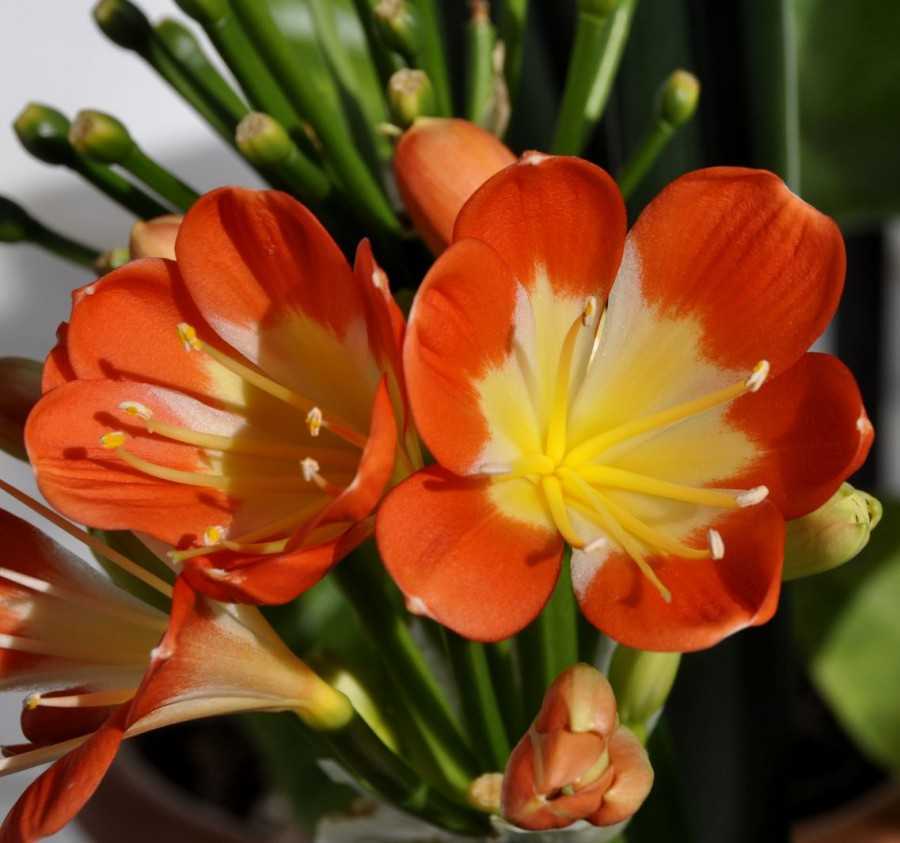 Важные советы по уходу за ярким цветком кливии в домашних условиях