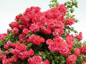 Ред эден розе — плетистая роза с красными пионовидными цветами
