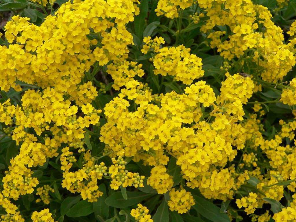 Алиссум многолетний (41 фото): посадка и уход в открытом грунте, желтые и другие сорта многолетника, посадка цветка под зиму, выращивание из семян