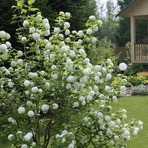Универсальные цветы тунбергия крылатая для дома и сада - проект "цветочки" - для цветоводов начинающих и профессионалов