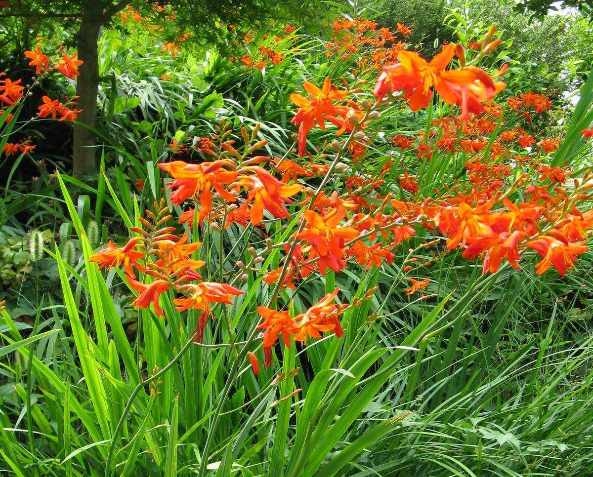 Цветы крокусы: посадка и уход в открытом грунте, фото, выращивание, когда выкапывать