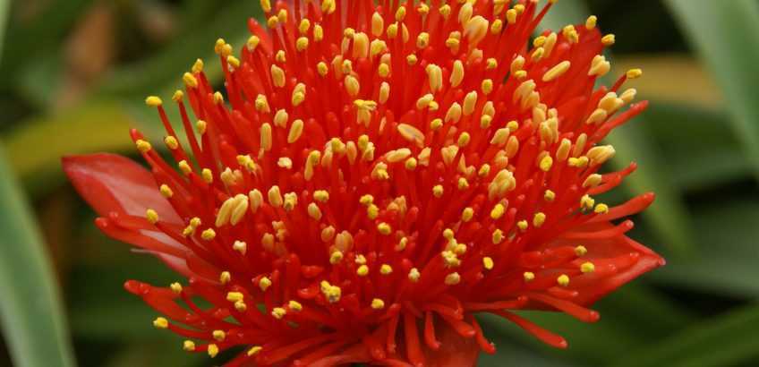Гемантус: уход за цветком в домашних условиях, всё о посадке и размножении