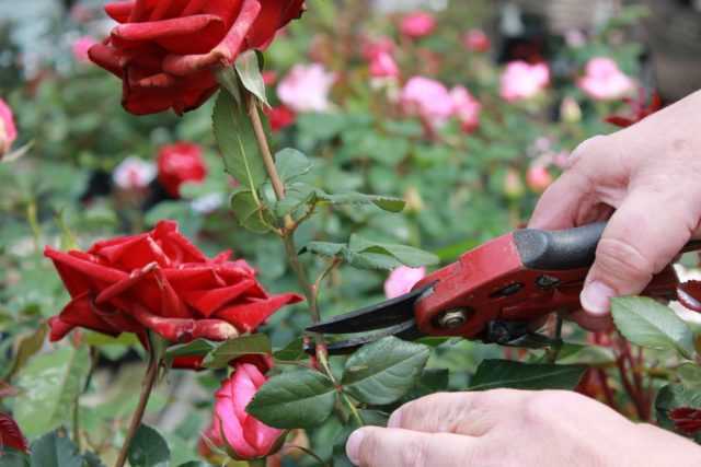 Плетистая роза дон жуан посадка и уход в открытом грунте - сад и огород