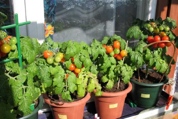Как вырастить помидоры черри в квартире на подоконнике или балконе