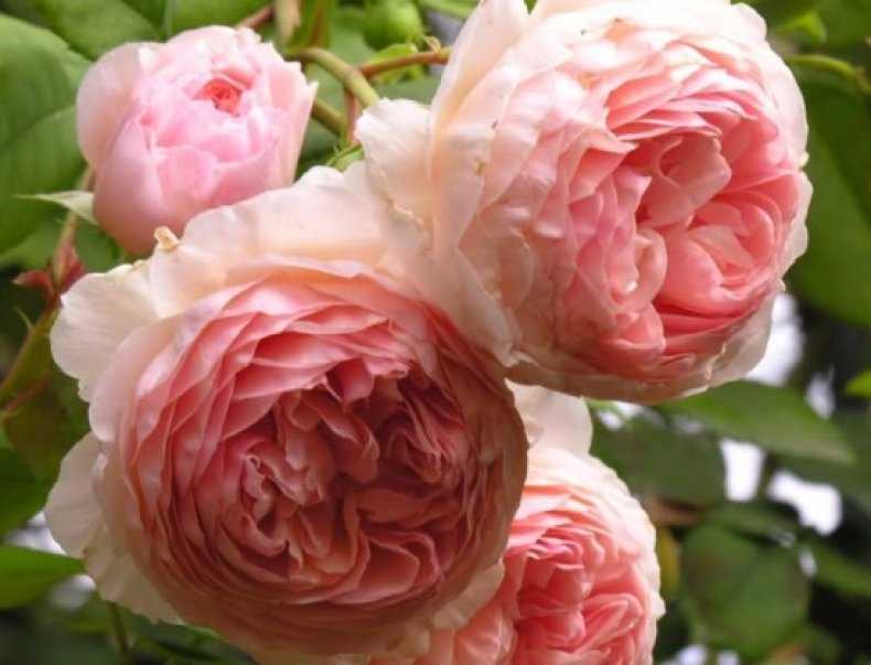 Топ 10 лучших сортов английских роз, посадка, уход и правила выращивания