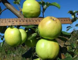 Яблоня-полукарлик: фото сортов полукарликовых яблонь, видео обрезки, посадки, ухода за полукарликовыми яблонями