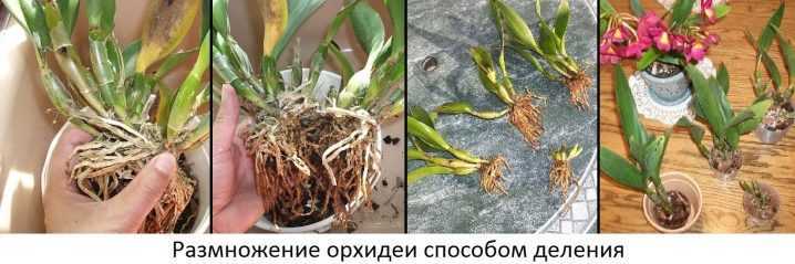 Орхидея «цимбидиум»: уход в домашних условиях, пересадка, выбор грунта + фото