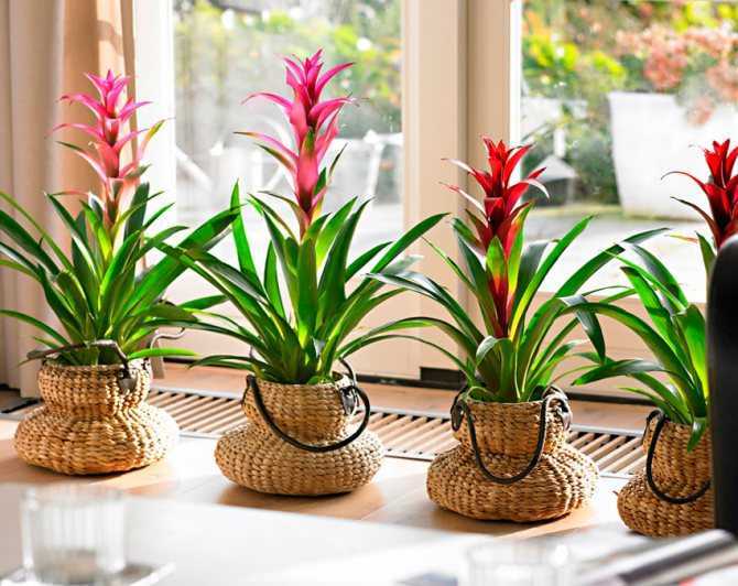 Как ухаживать дома за бромелией, комнатным растением, уход после цветения