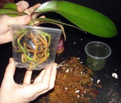 Вредители орхидей | образцовая усадьба