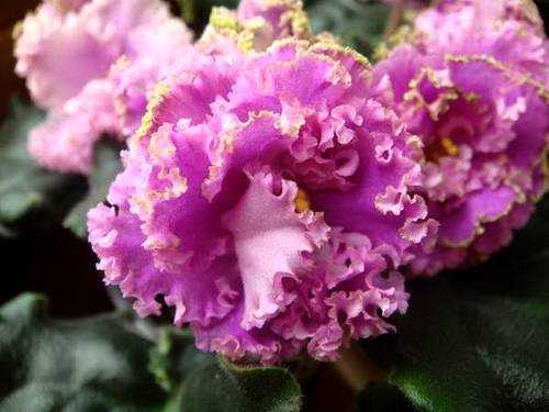 Зеленоцветковые фиалки - florapiter.ru коллекционные фиалки из санкт-петербурга