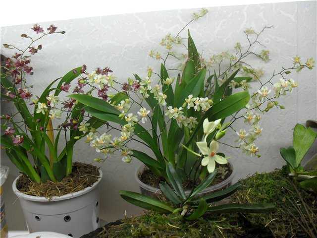Один из древнейших видов — орхидея онцидиум. сорта растения и правила ухода в домашних условиях