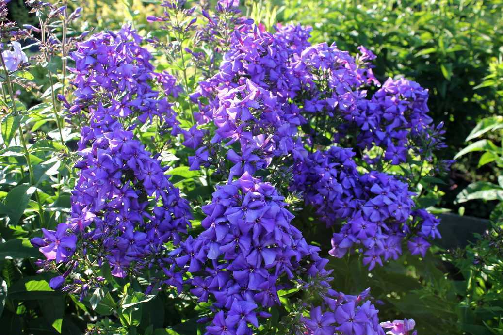 Домашний цветок каланхоэ: фото, описание растения, уход в домашних условиях и лечебные свойства каланхоэ