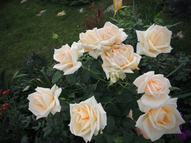 Роза супер дороти: фото и описание, отзывы, посадка, уход