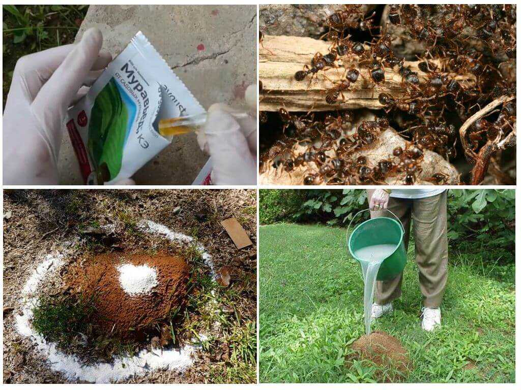 Средство муравьед от муравьев: инструкция, отзывы, принцип действия, эффективность