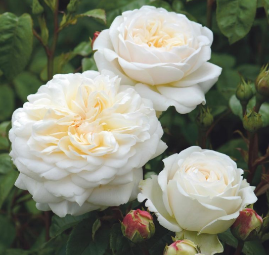 Роза Шарлотта – один из самых популярных английских сортов Дэвида Остина жёлтого цвета Роза устойчива к заболеваниям, морозам и легка в выращивании, благодаря