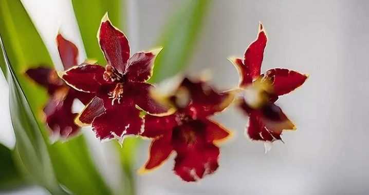 Камбрия: уход в домашних условиях и фото орхидеи