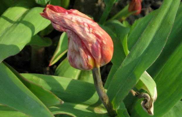 Правила размножения тюльпанов - Проект "Цветочки" - для цветоводов начинающих и профессионалов