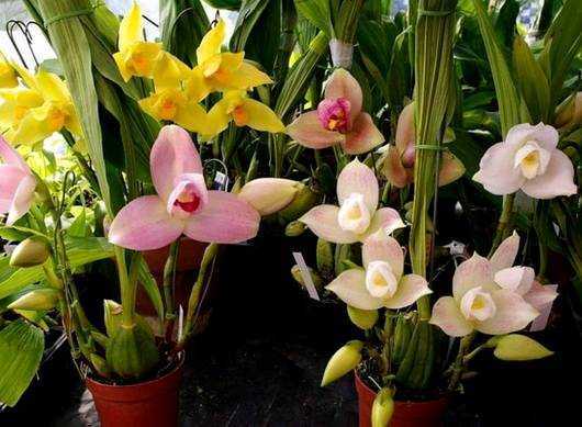 Орхидея ликаста уход в домашних условиях как поливать и пересаживать фото видов и сортов