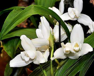 Ликаста: виды орхидеи, фото, уход в домашних условиях