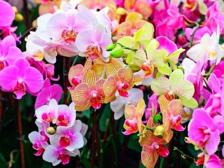Узнайте, нужно ли пересаживать орхидею после покупки