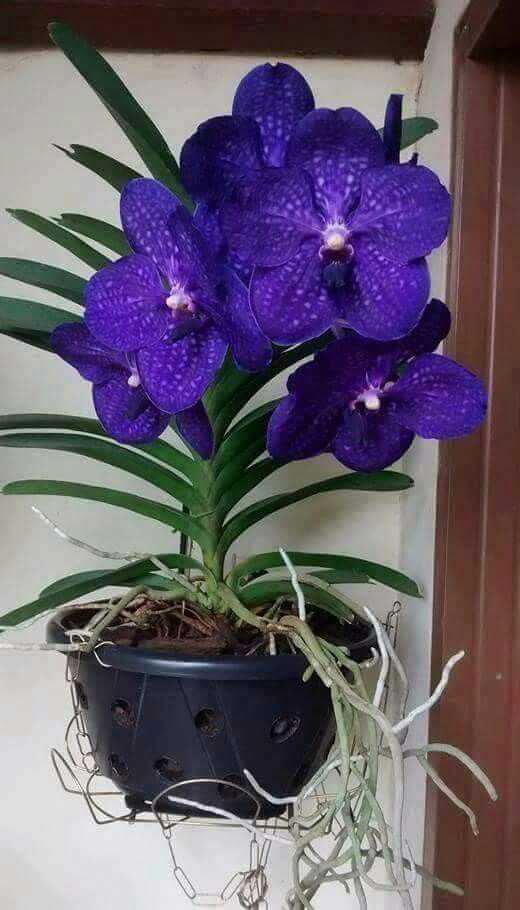Орхидея ванда: как вырастить цветок в домашних условиях + фото