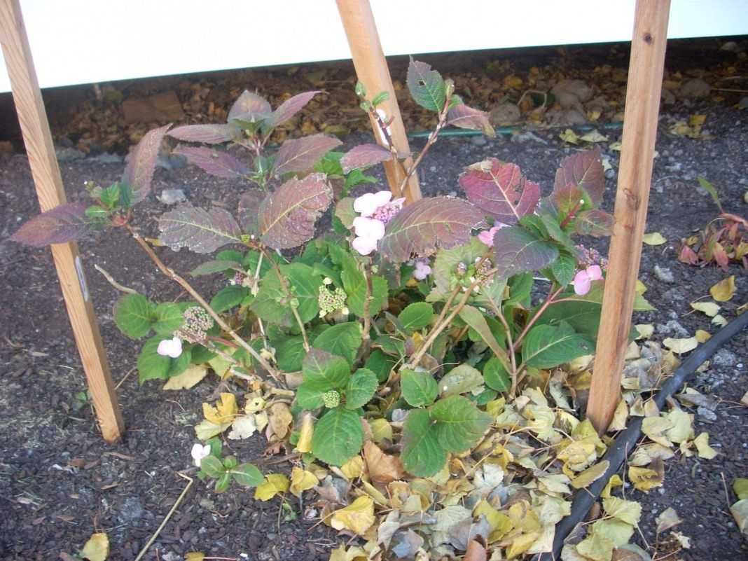 Как укрыть гортензию на зиму: как утеплить растение в сибири, правильная подготовка к зимовке в подмосковье