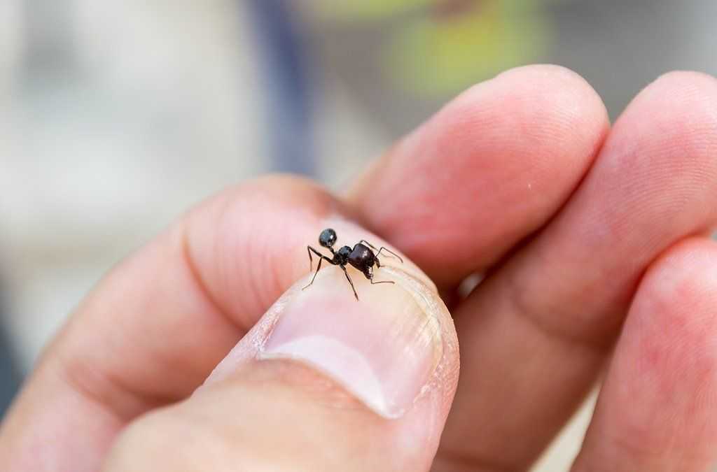 Препарат "мурацид" от муравьев: состав, инструкция по применению, отзывы