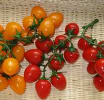 Как вырастить помидоры черри на балконе или подоконнике