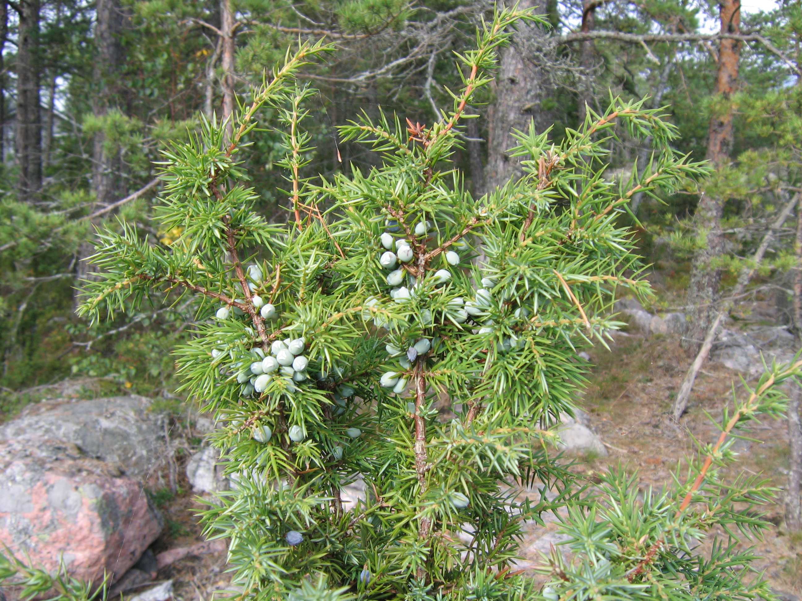 Можжевельник скальный (Juniperus scopulorum) является частью рода можжевельник, который относится к семейству кипарисовые В природе такое растение можно повстречать в Канаде