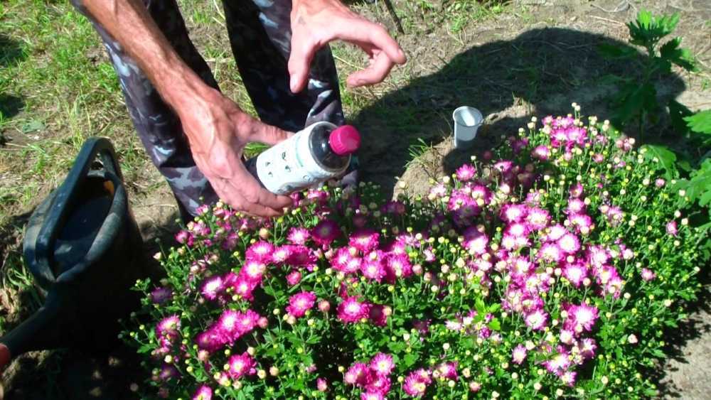 Удобрения для многолетних цветов, подкормка многолетников в саду на даче