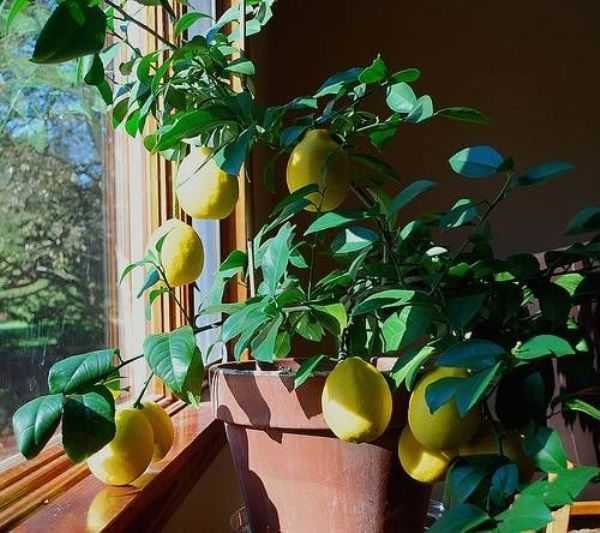 Как привить лимон в домашних условиях чтобы он плодоносил: видео и фото инструкции по уходу за лимонным деревом и секреты повышения урожайности