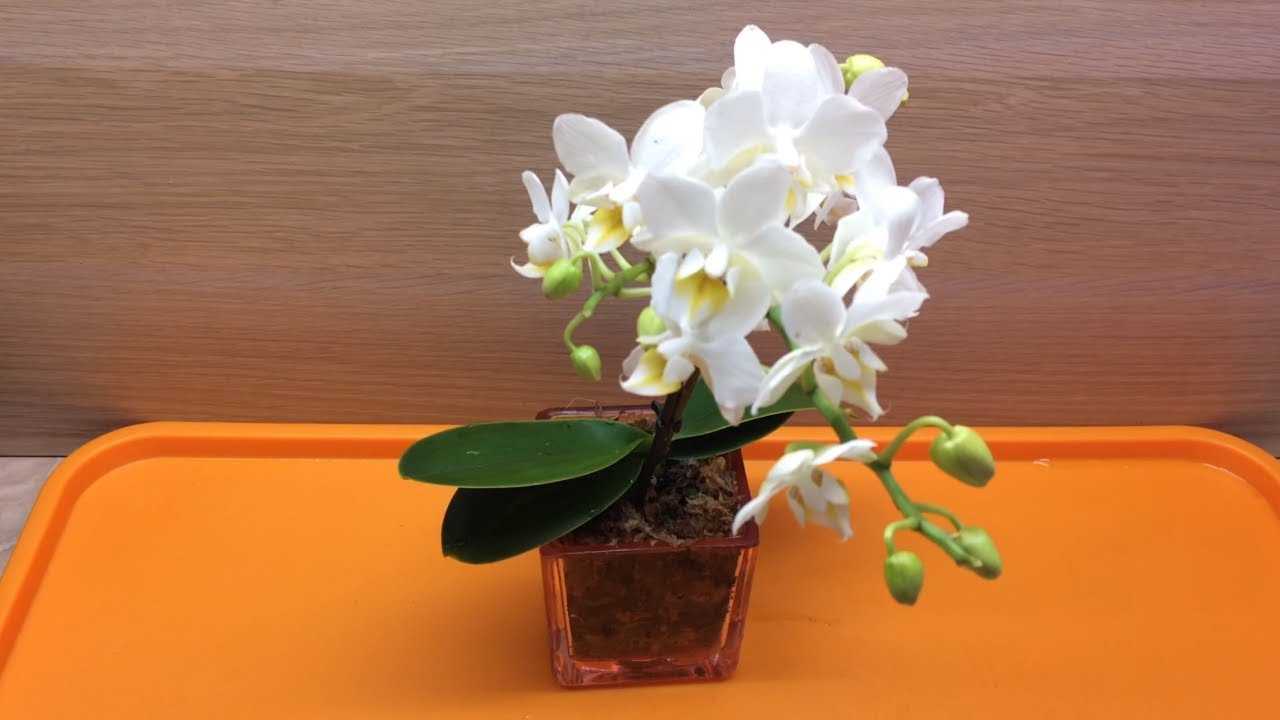 Орхидея энциклия