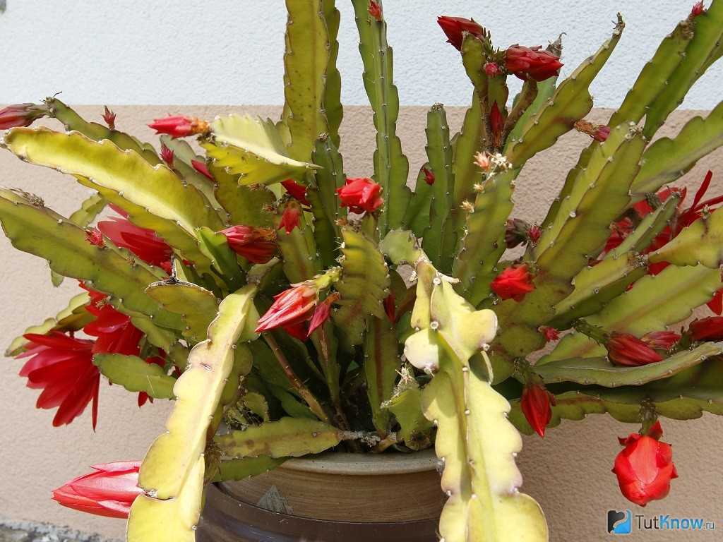 Эпифиллум – лесной кактус с красивыми цветками