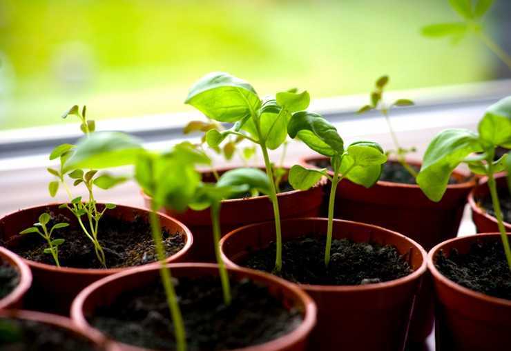 Выращивание майорана в домашних условиях: посадка, уход, хранение