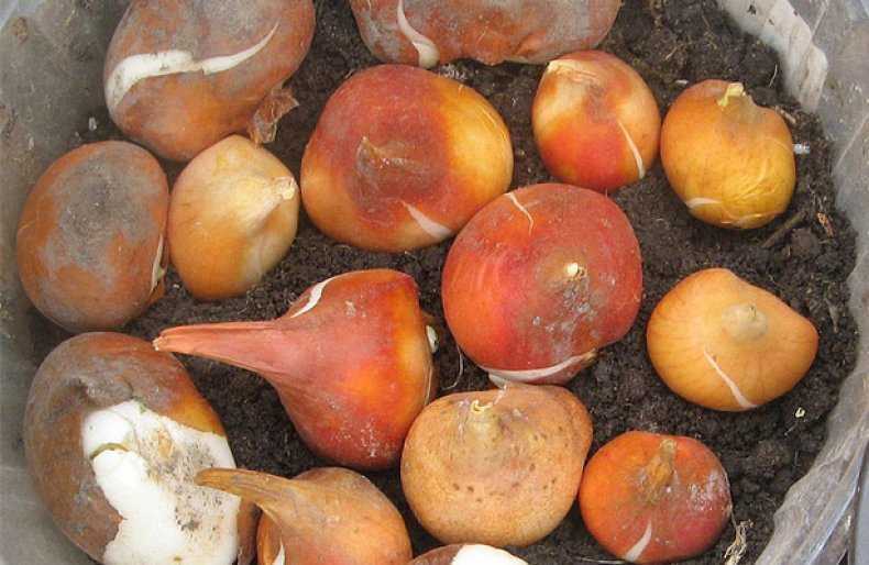 Как хранить луковицы тюльпанов