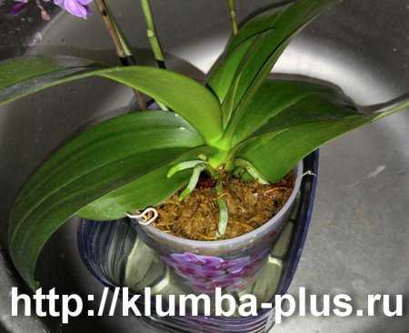 Орхидеи: чем удобрять растения в домашних условиях