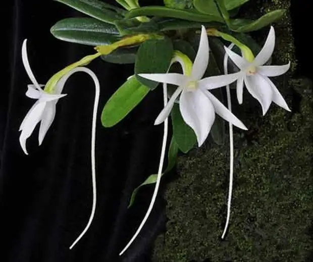 Драгоценные орхидеи: виды, описание, особенности ухода и размножение