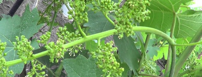 Выращивание винограда из черенков зимой. видео