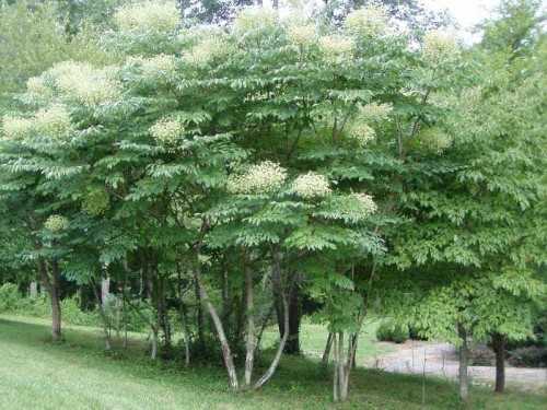 Аралия маньчжурская или чертово дерево - фото, описание, лечебные свойства, отзывы