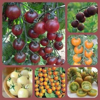 Как вырастить помидоры черри на балконе и подоконнике