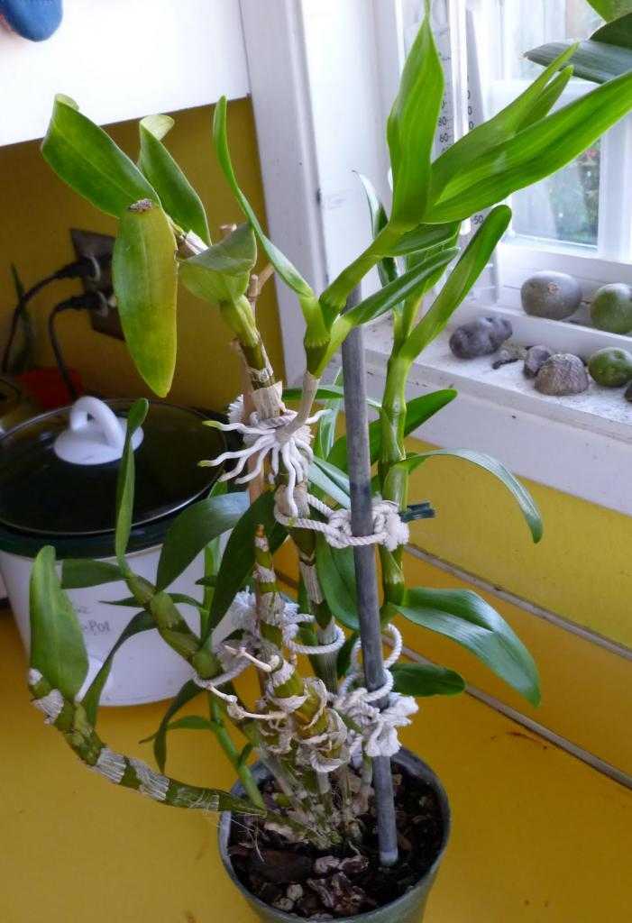 Орхидея дендробиум фаленопсис: описание, размножение и уход