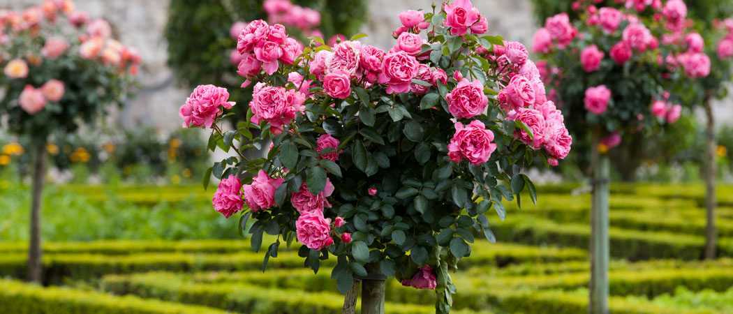 Как ухаживать за розами: в саду и домашних условиях