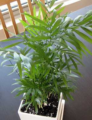 Эпипремнум или сциндапсус (scindapsus). уход, обрезка растения и размножение. | floplants. о комнатных растениях