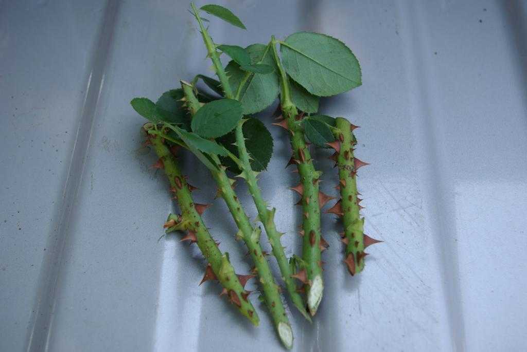 Неприхотливая и живучая: почему размножение герани листом под силу начинающим цветоводам? как провести процедуру?