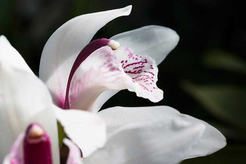 Растение с длинным цветоносом и крупными цветами орхидея цимбидиум: уход в домашних условиях, полив и влажность воздуха, освещение и другие аспекты выращивания