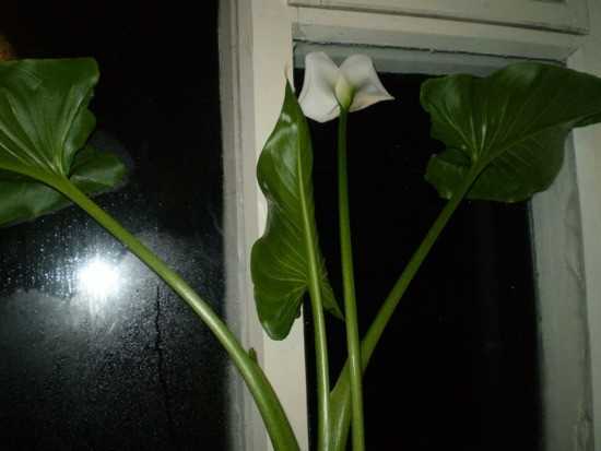 Выращивание цветка калла в домашних условиях