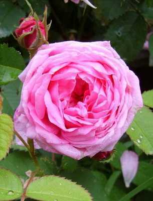 Роза дабл делайт описание и фото, посадка, уход и выращивание, отзывы цветоводов о сорте