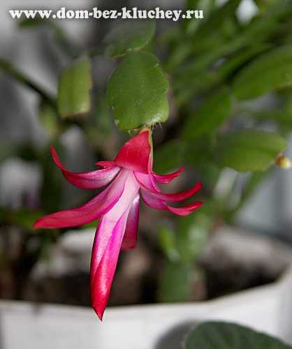 Рипсалидопсис (пасхальный кактус): уход в домашних условиях