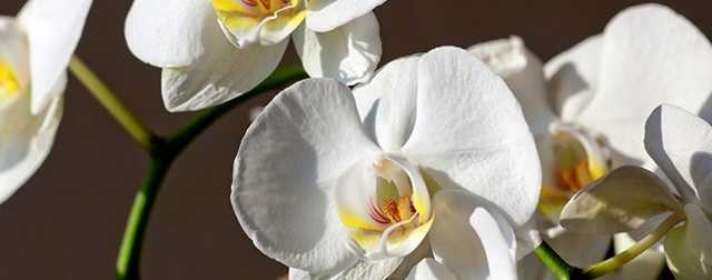 Инструкции по уходу: как подрезать орхидею после цветения?